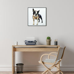 Boston Terrier 2