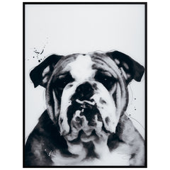 Bulldog