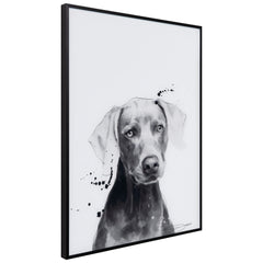 Weimaraner