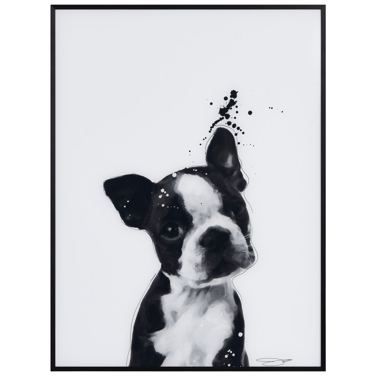 Boston Terrier