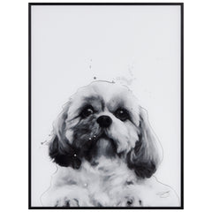 Shih-Tzu