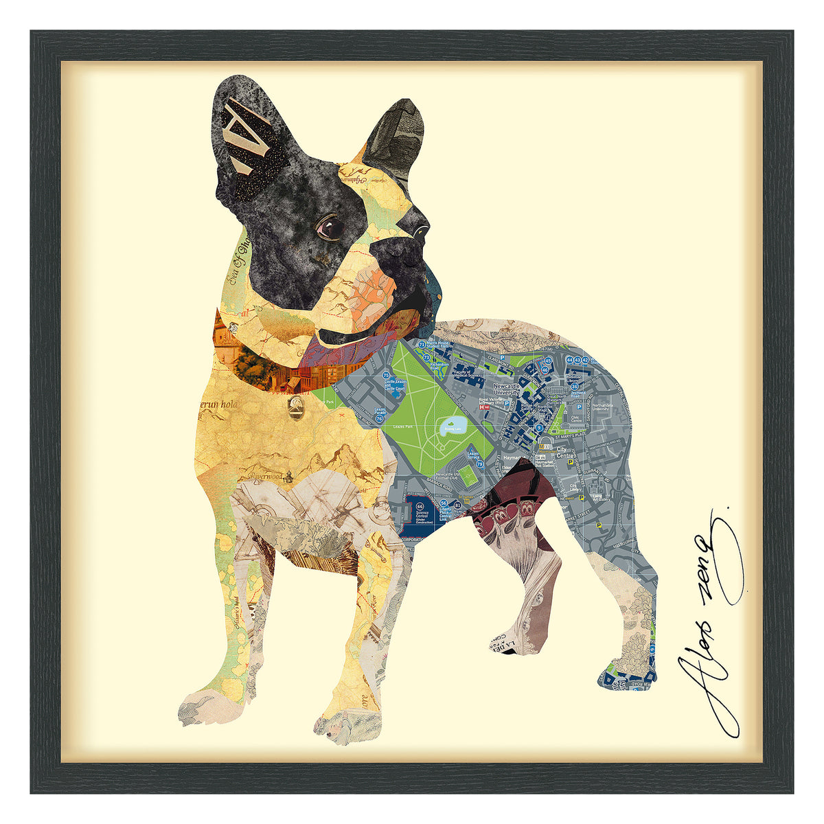 Boston Terrier 1