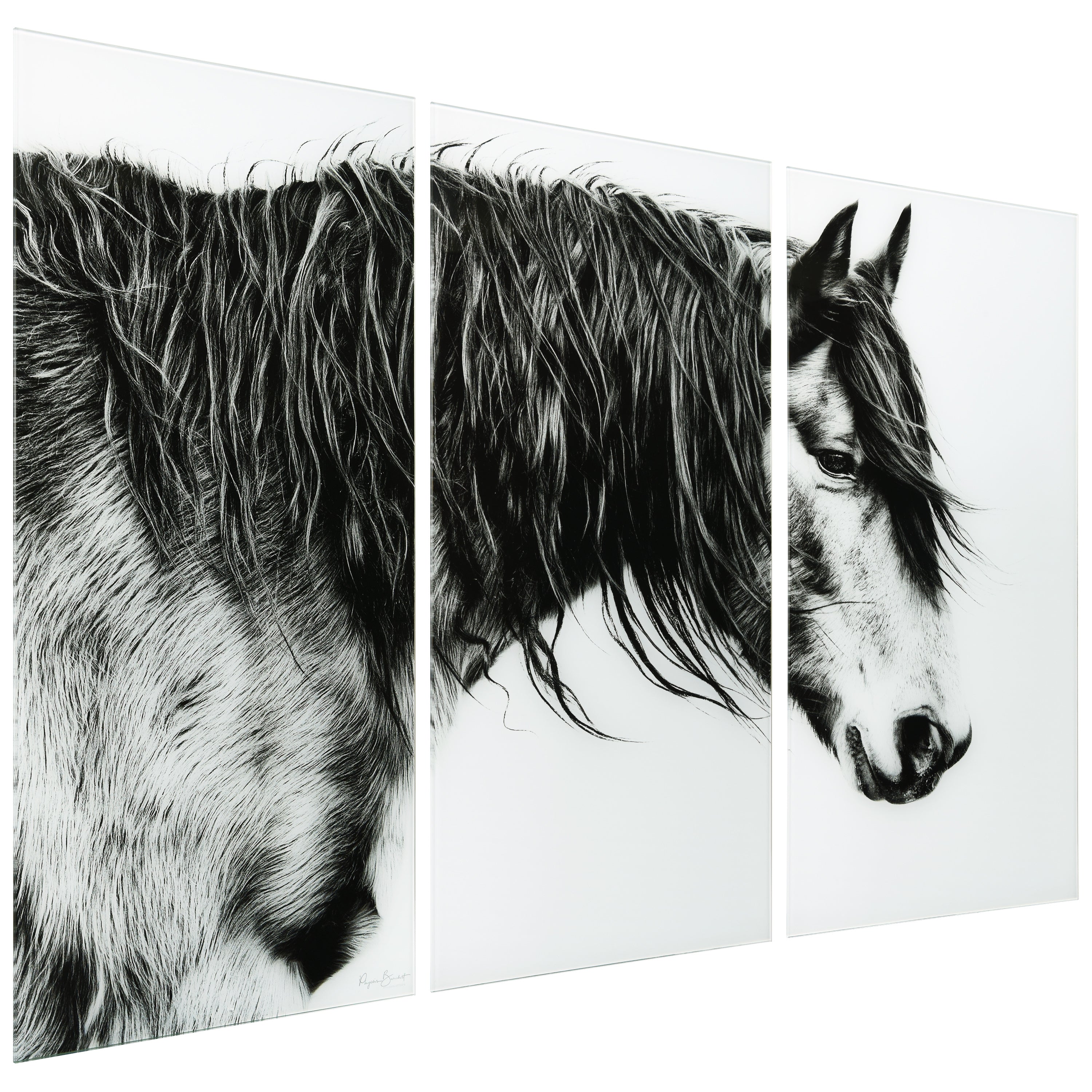 Black and White Horse Portrait III ABC