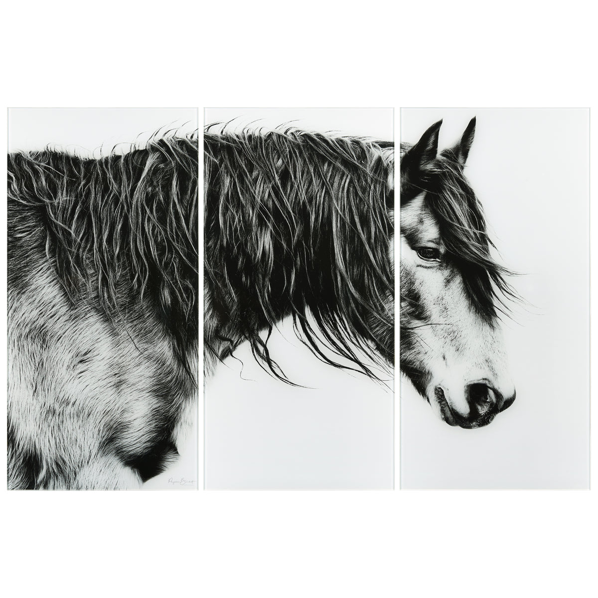 Black and White Horse Portrait III ABC