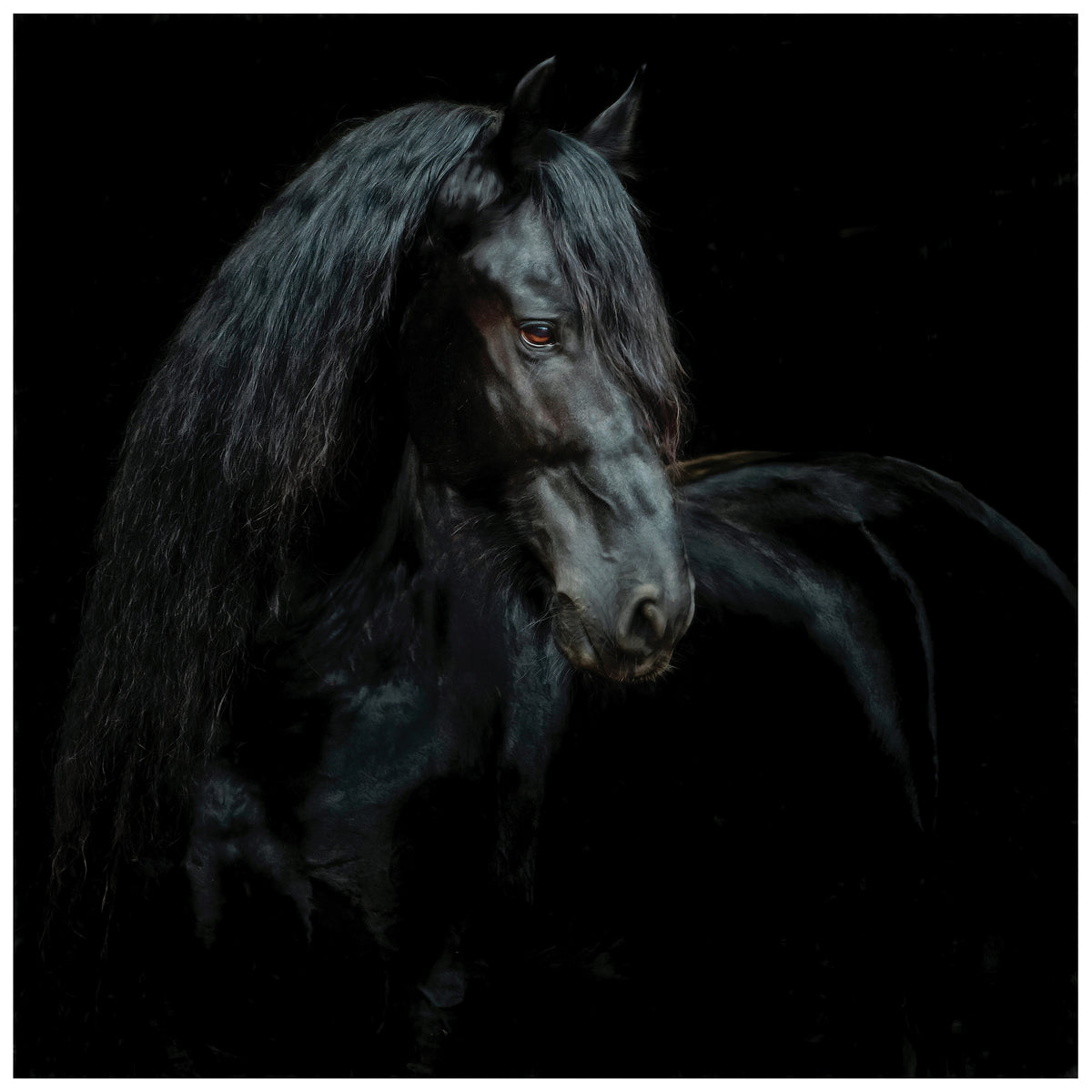 Equine Portrait XI