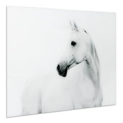 Blanco Stallion Horse