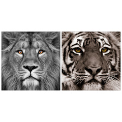 King of the Jungle Lion & Eye of the Tiger