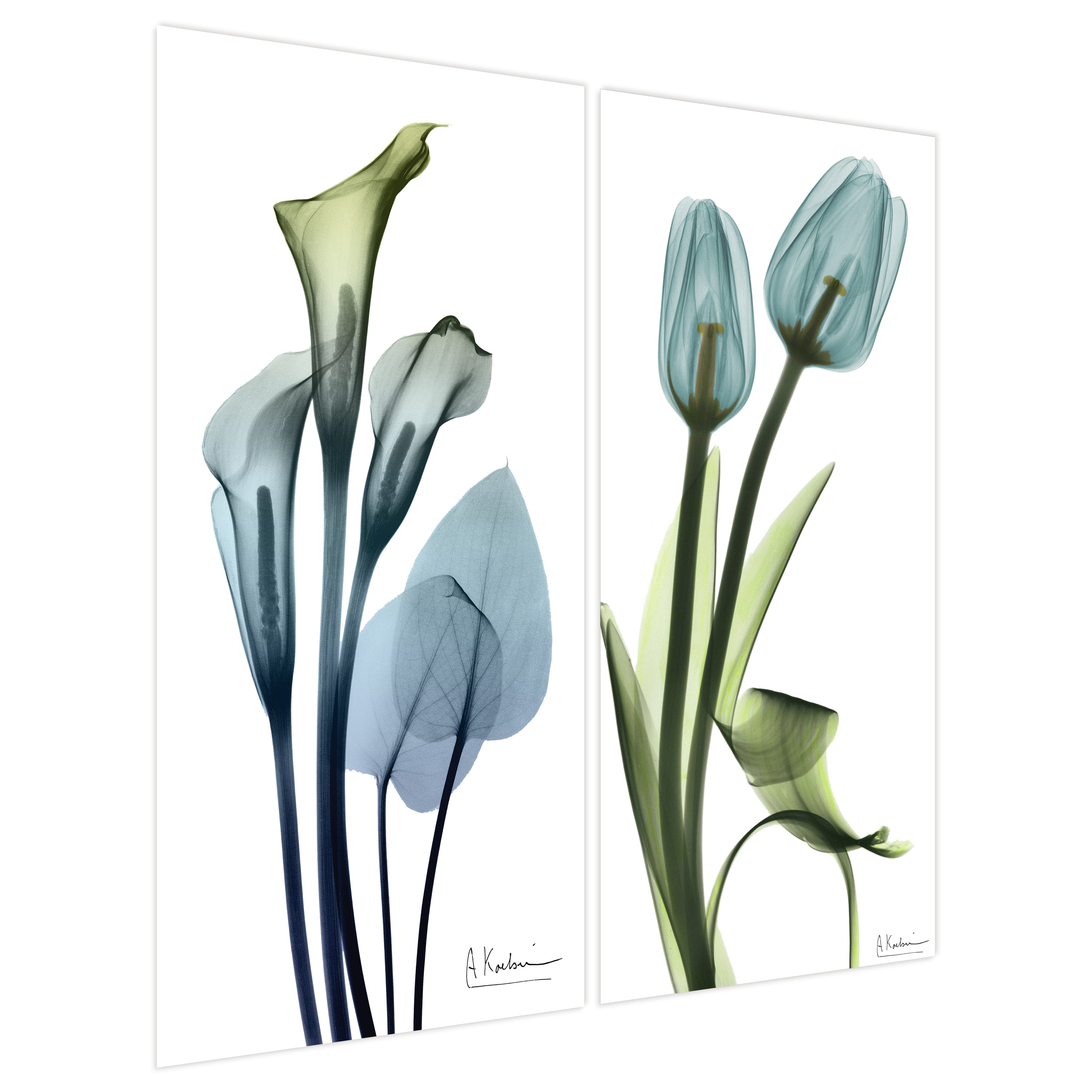 Calla Lily and Blue Tulips