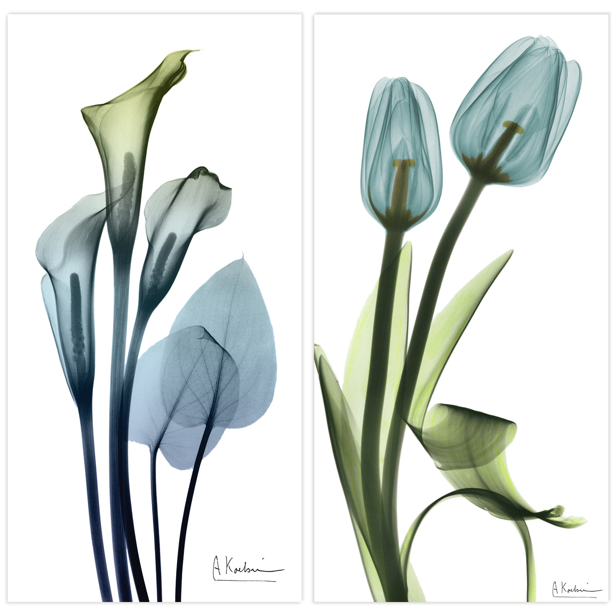 Calla Lily and Blue Tulips