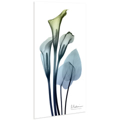 Calla Lily