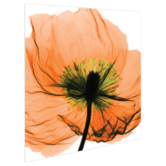 Poppy Orange