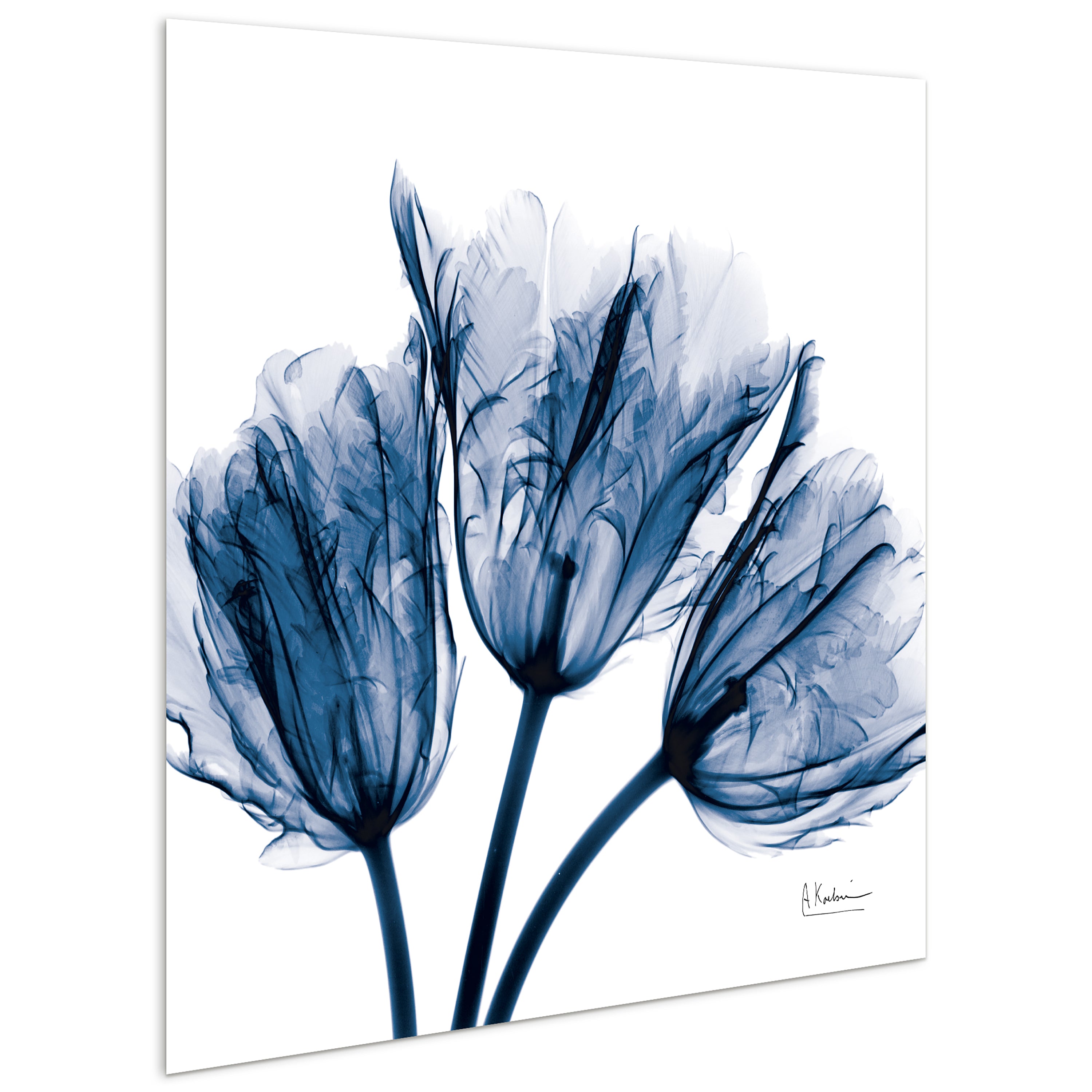 Blue Tulip x-ray