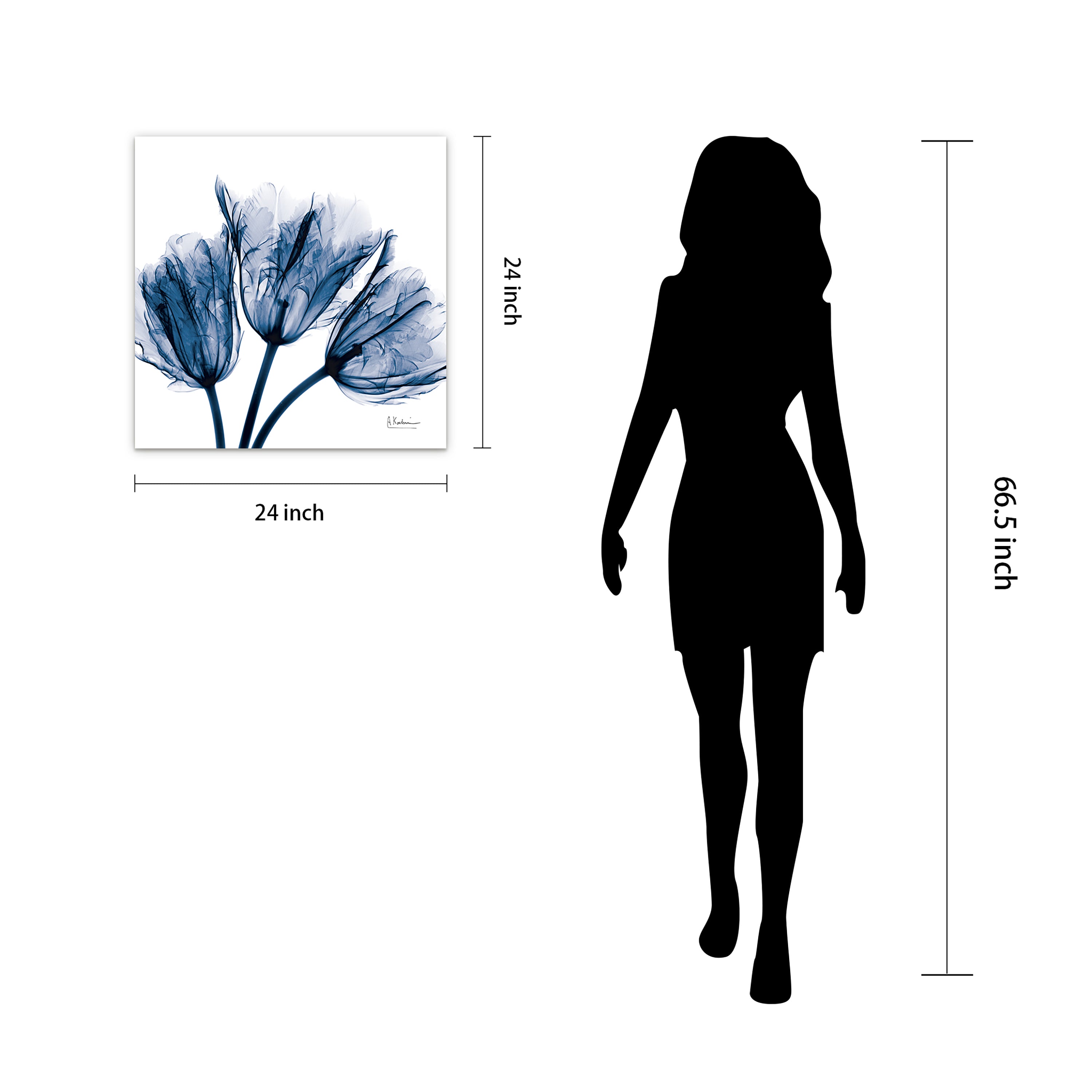 Blue Tulip x-ray