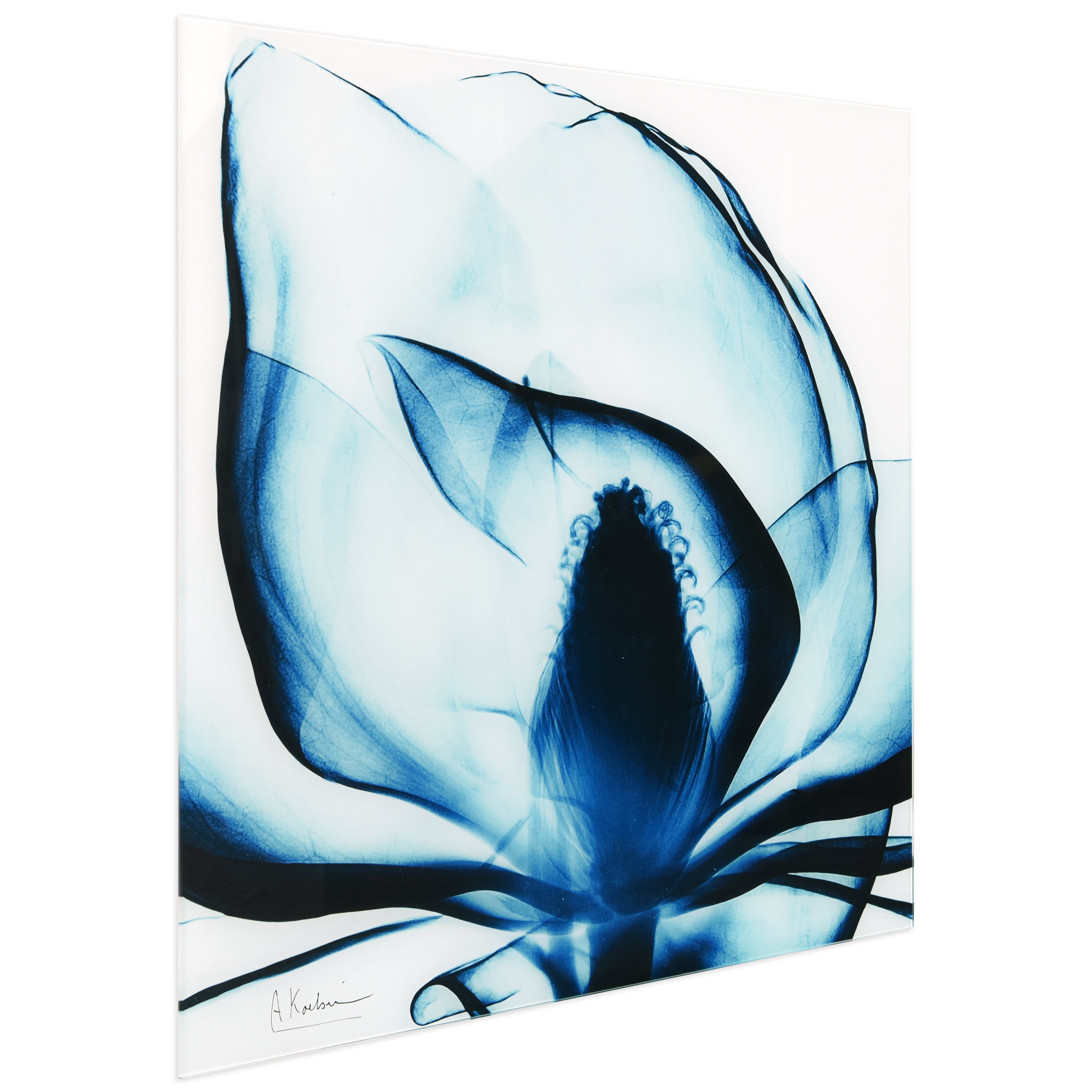 Blue Magnolia x-ray