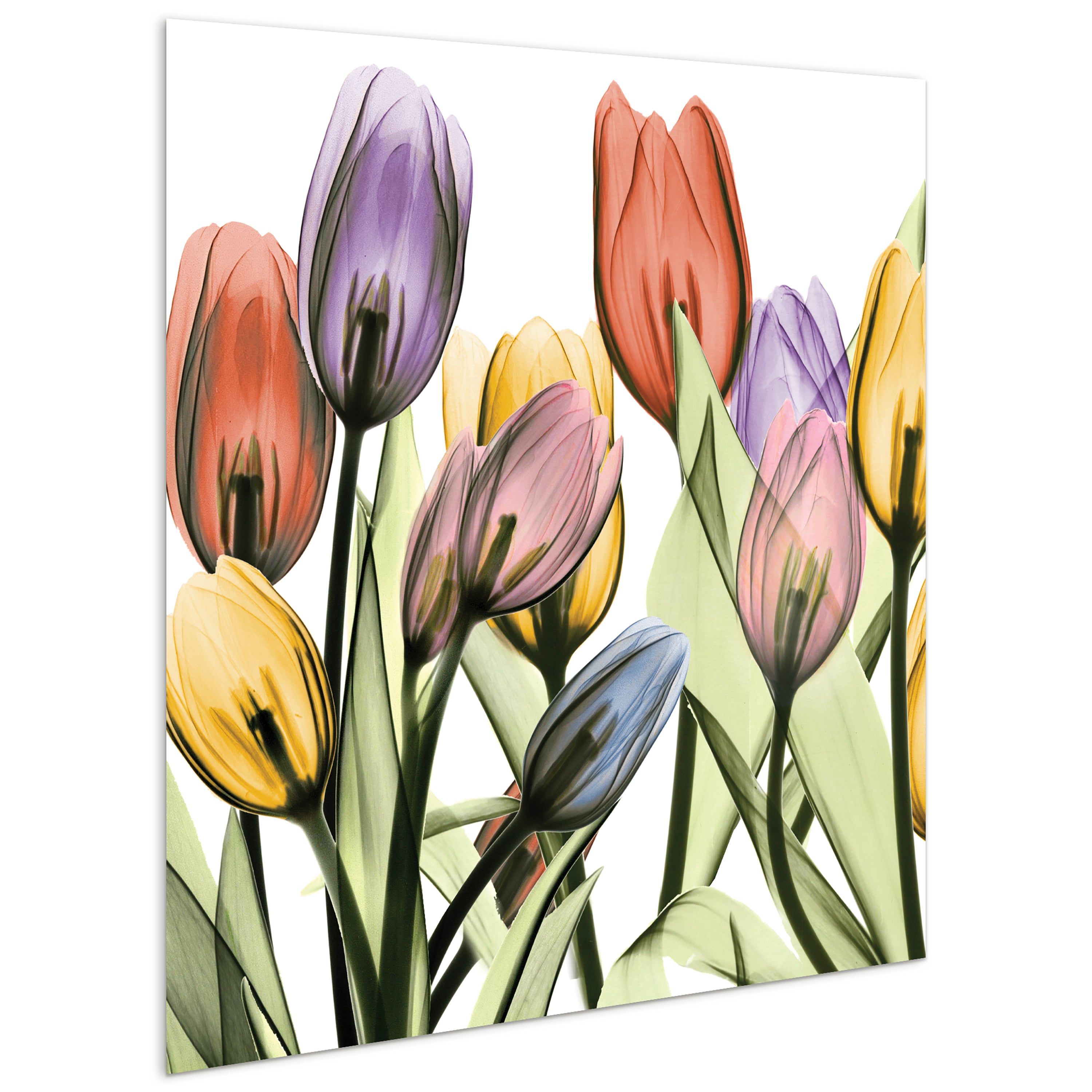 Tulip Scape x-ray I