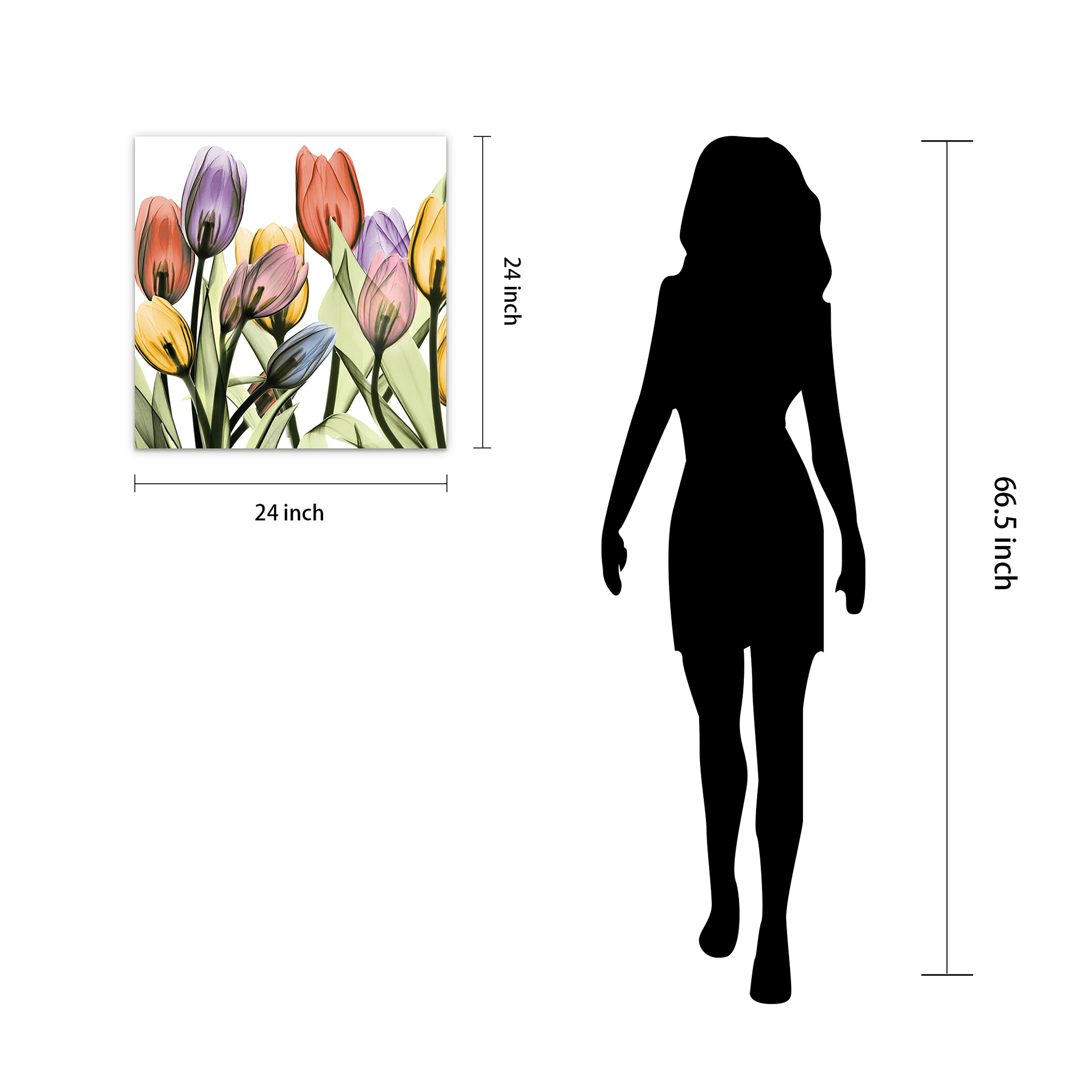 Tulip Scape x-ray I