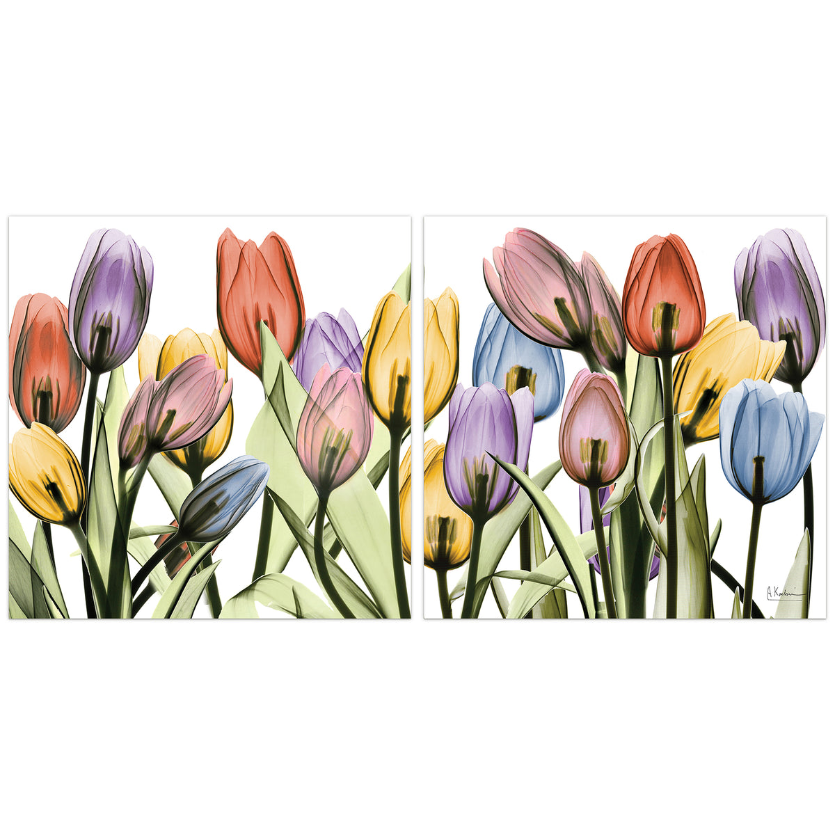 Tulip Scape x-ray I & II