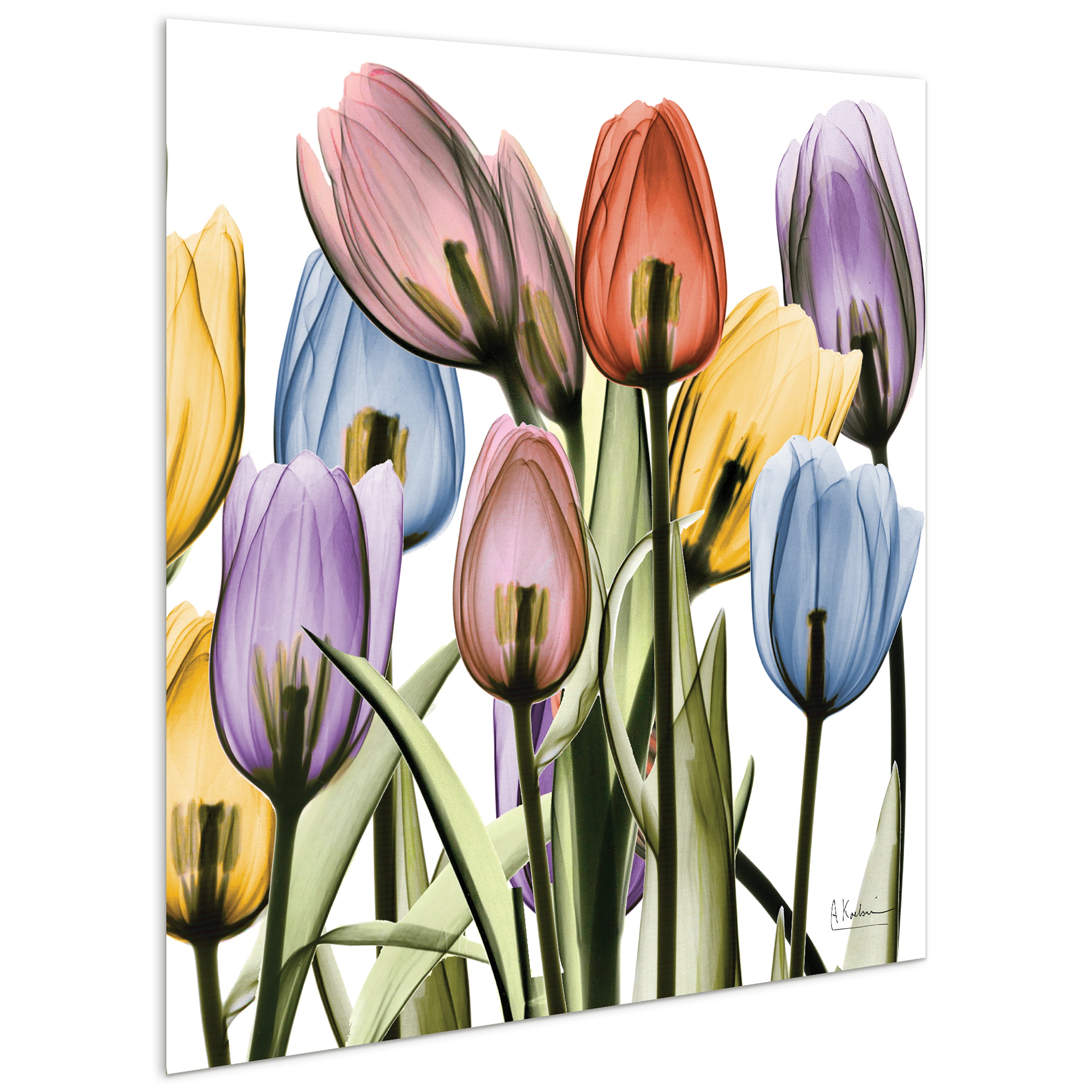 Tulip Scape x-ray II