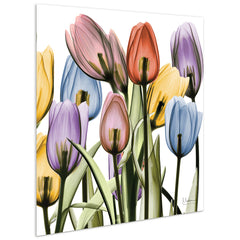 Tulip Scape x-ray II