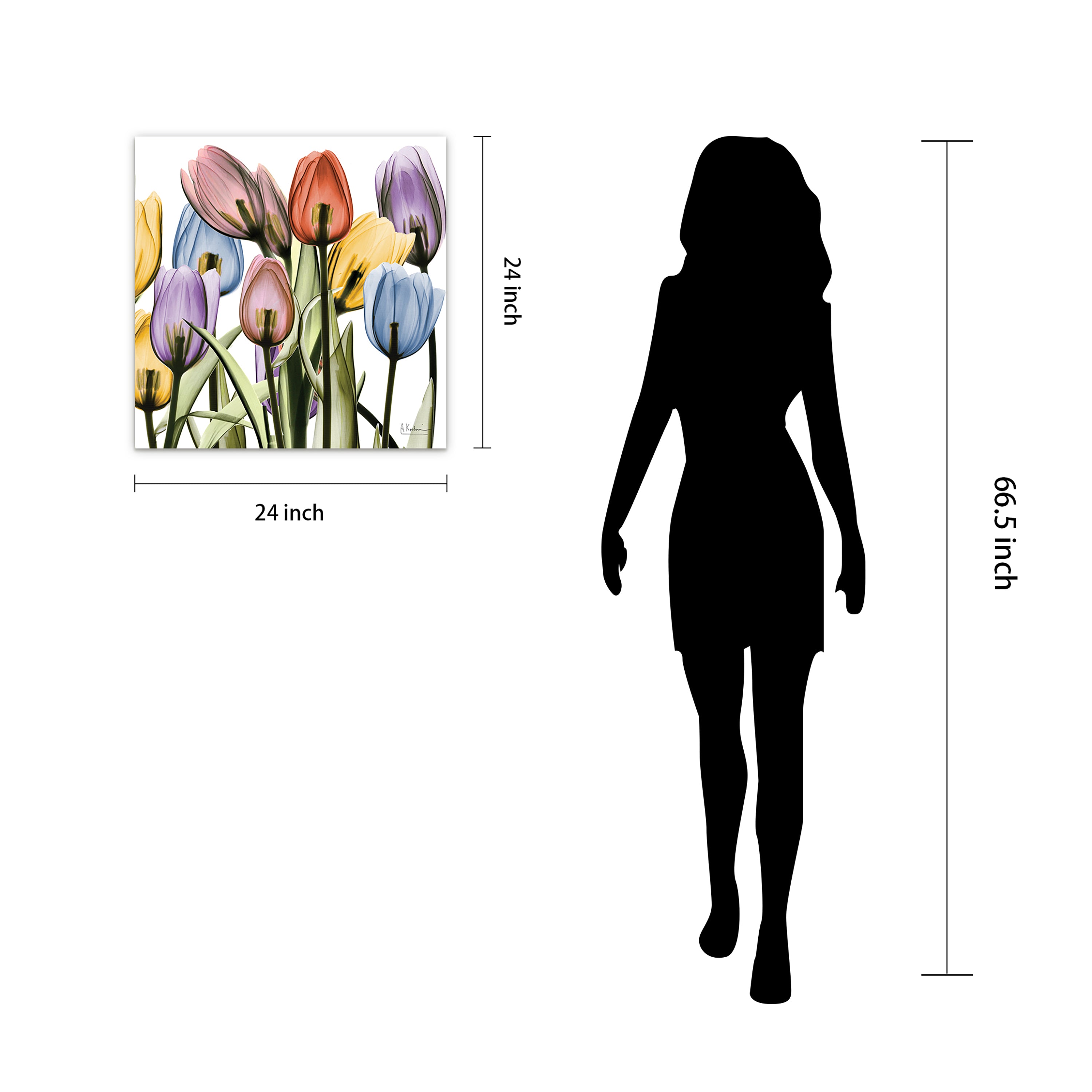 Tulip Scape x-ray II