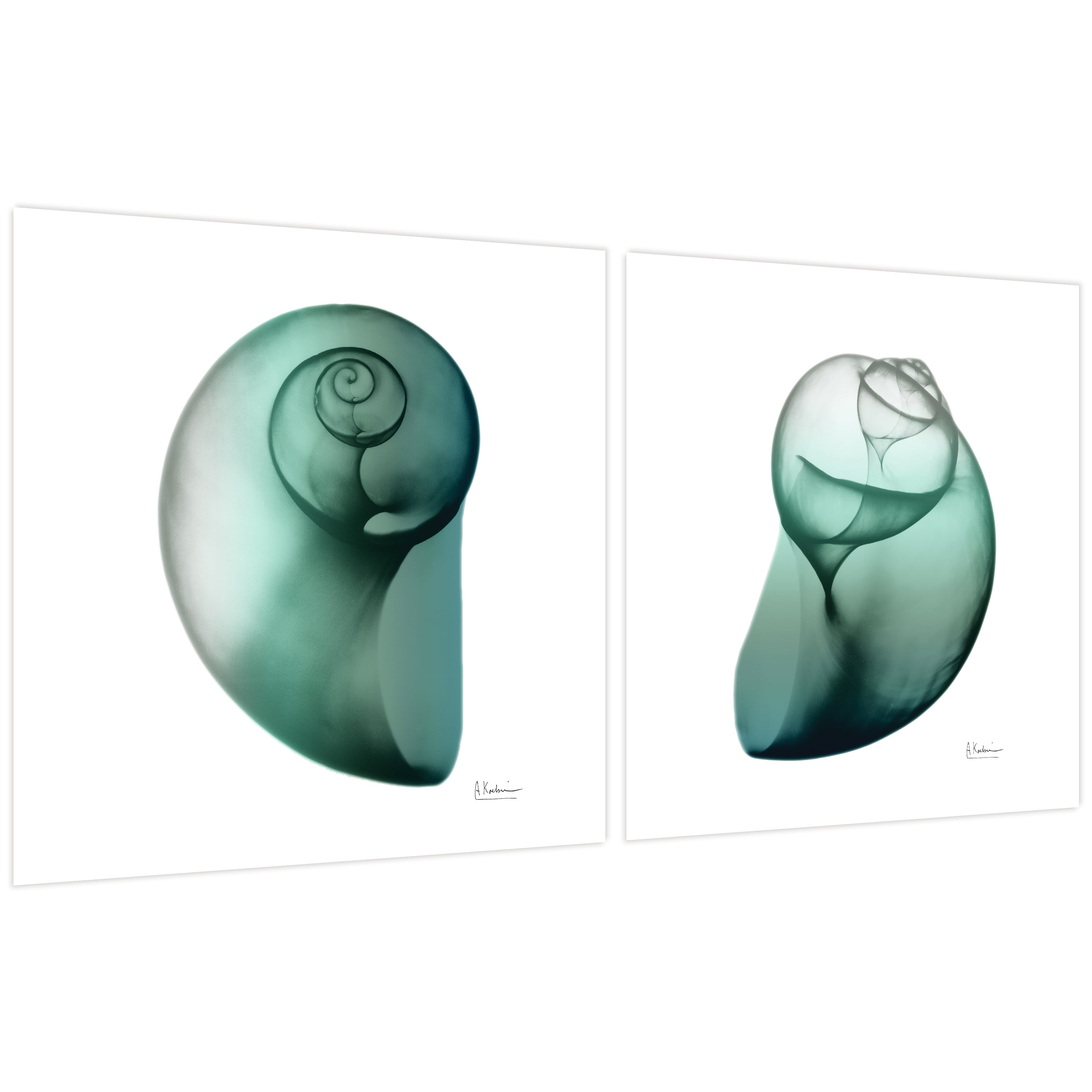 Shimmering Snail I & II