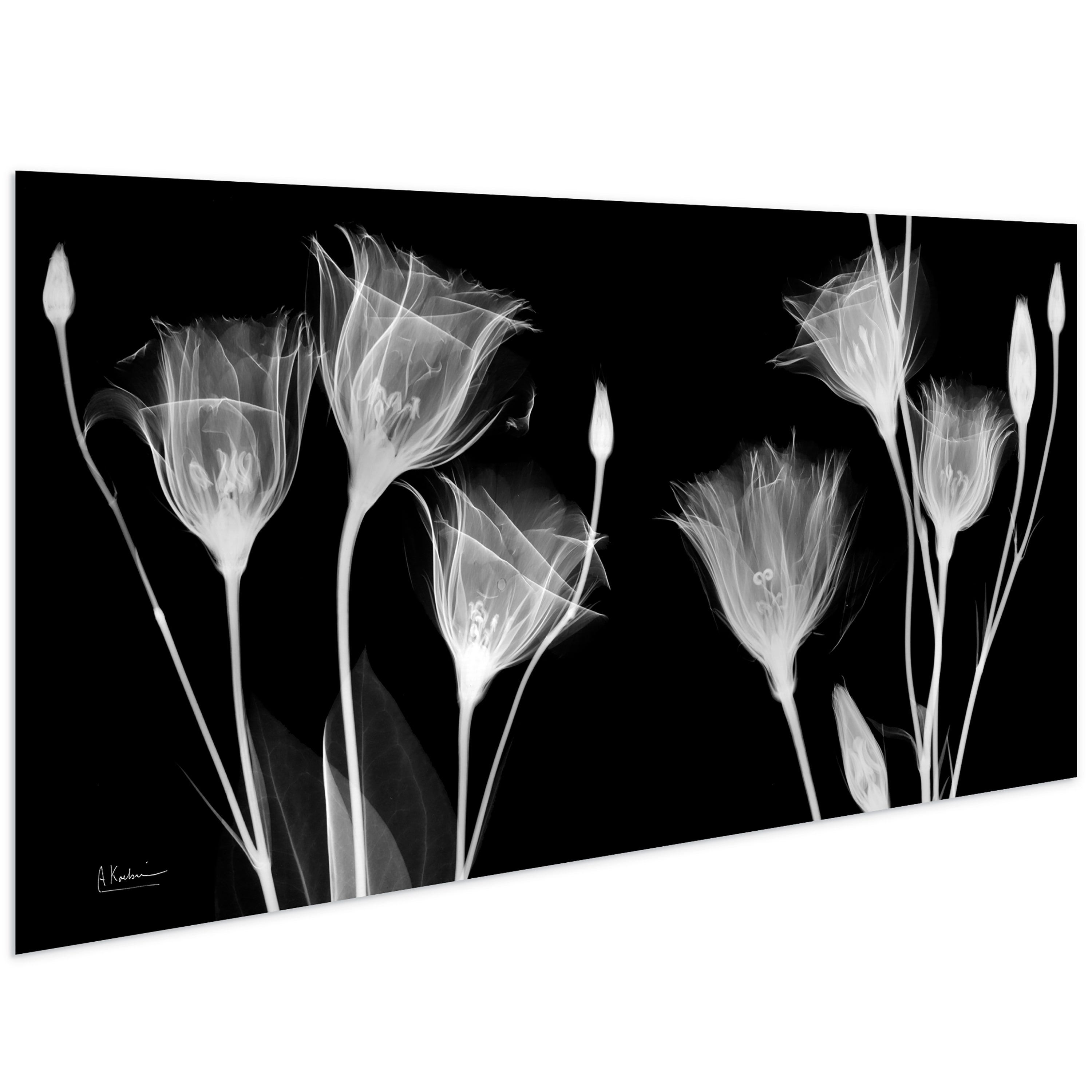 Gentian Xray