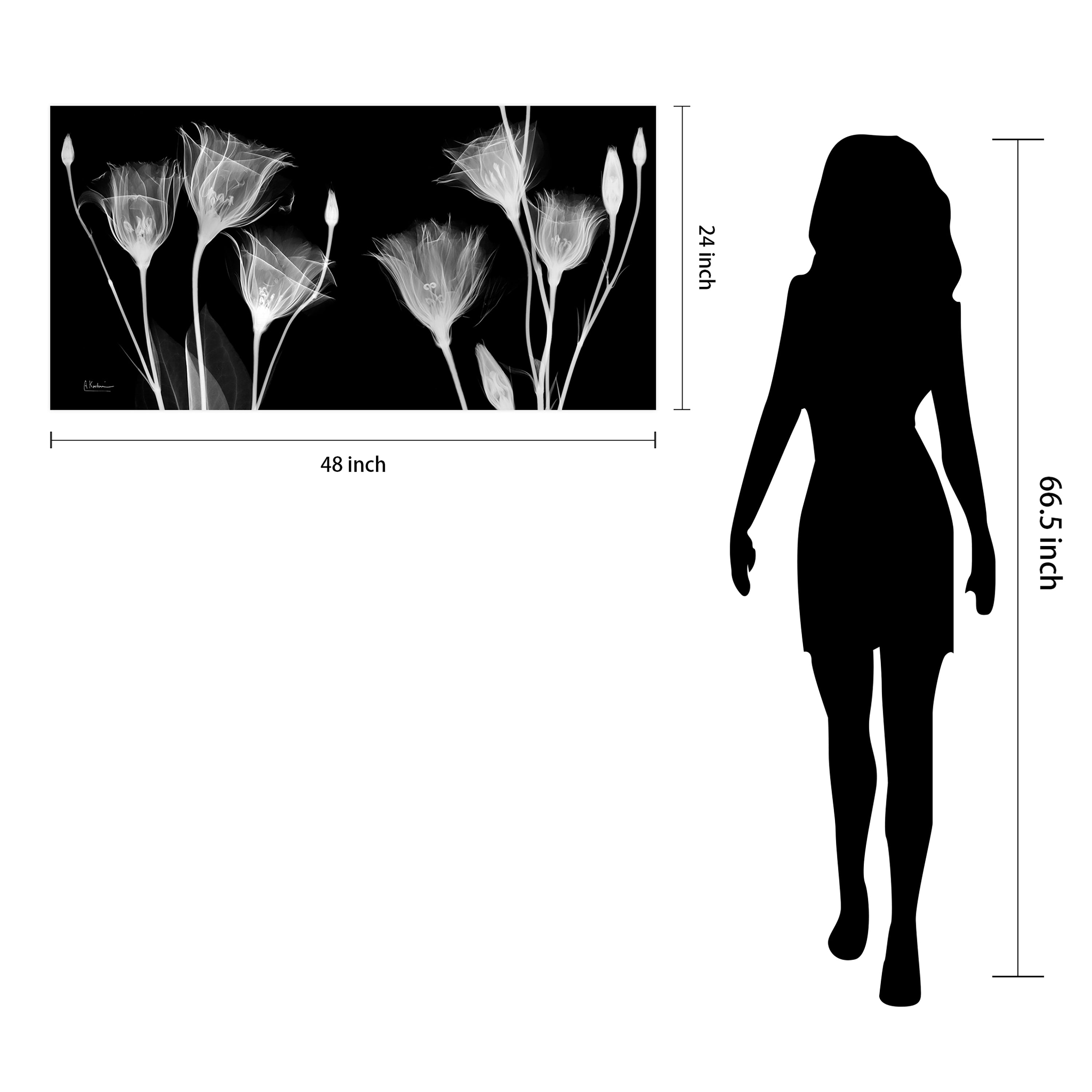 Gentian Xray