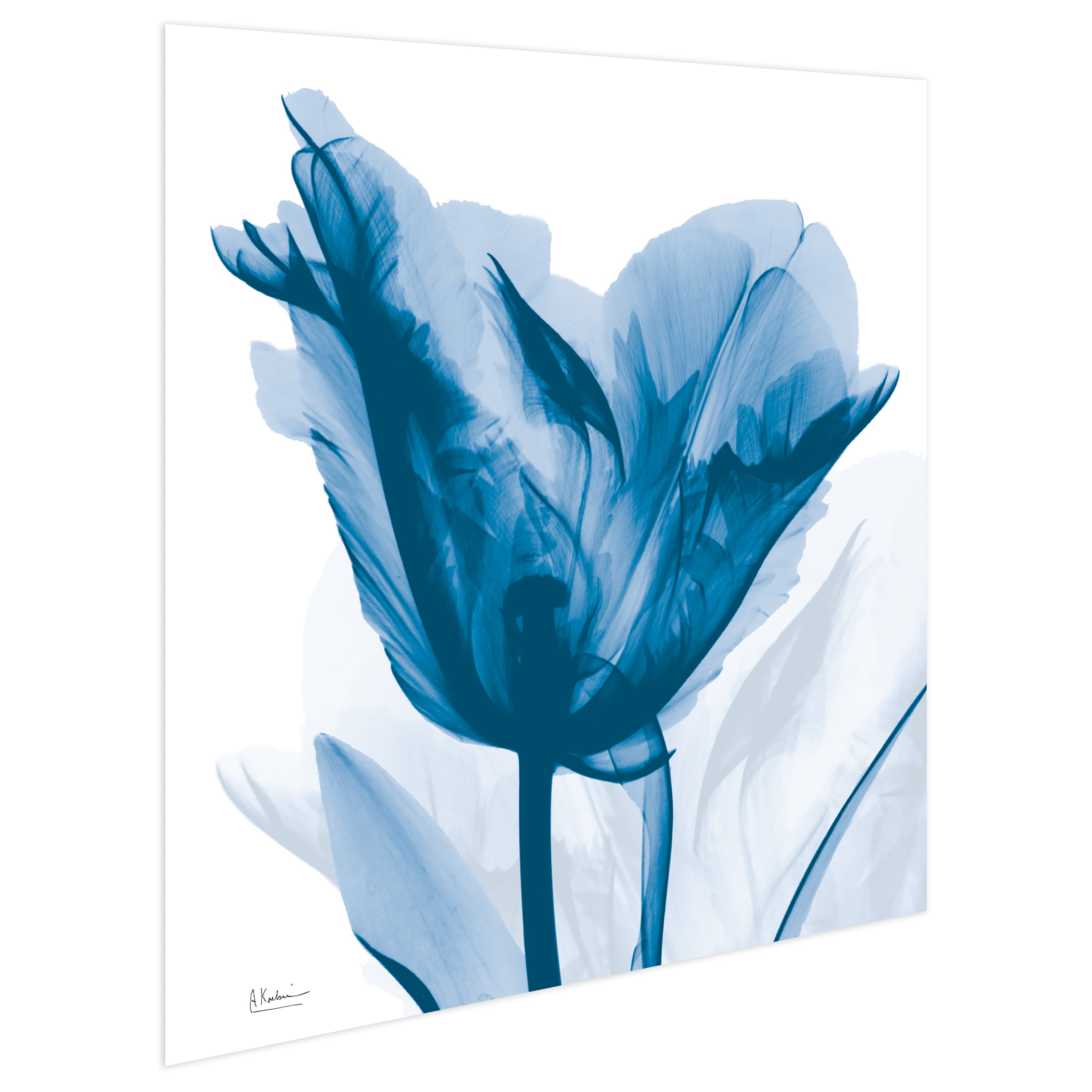 Lusty Blue Tulip