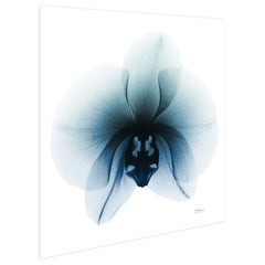 Glacial Orchid