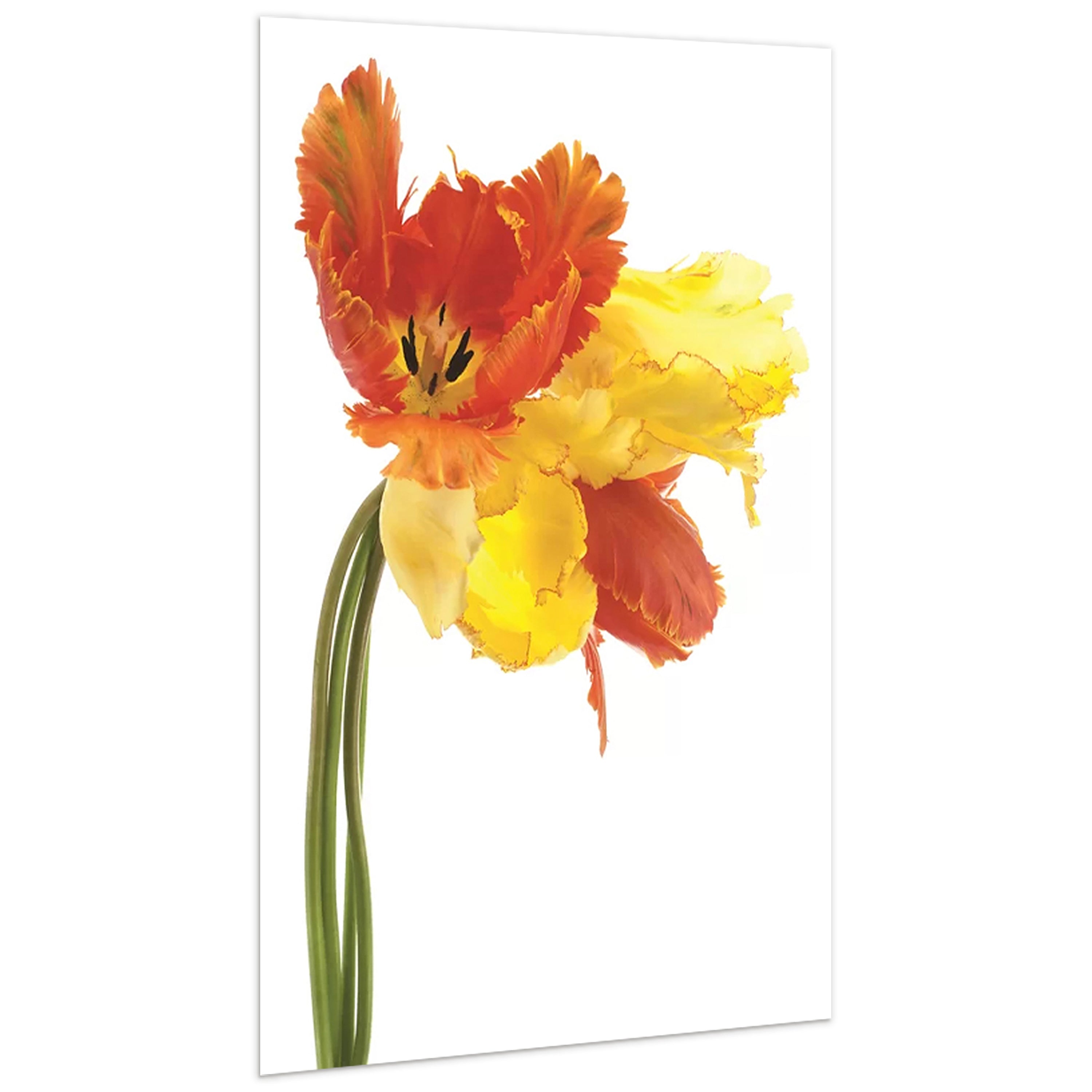 Orange Yellow Parrot Tulip