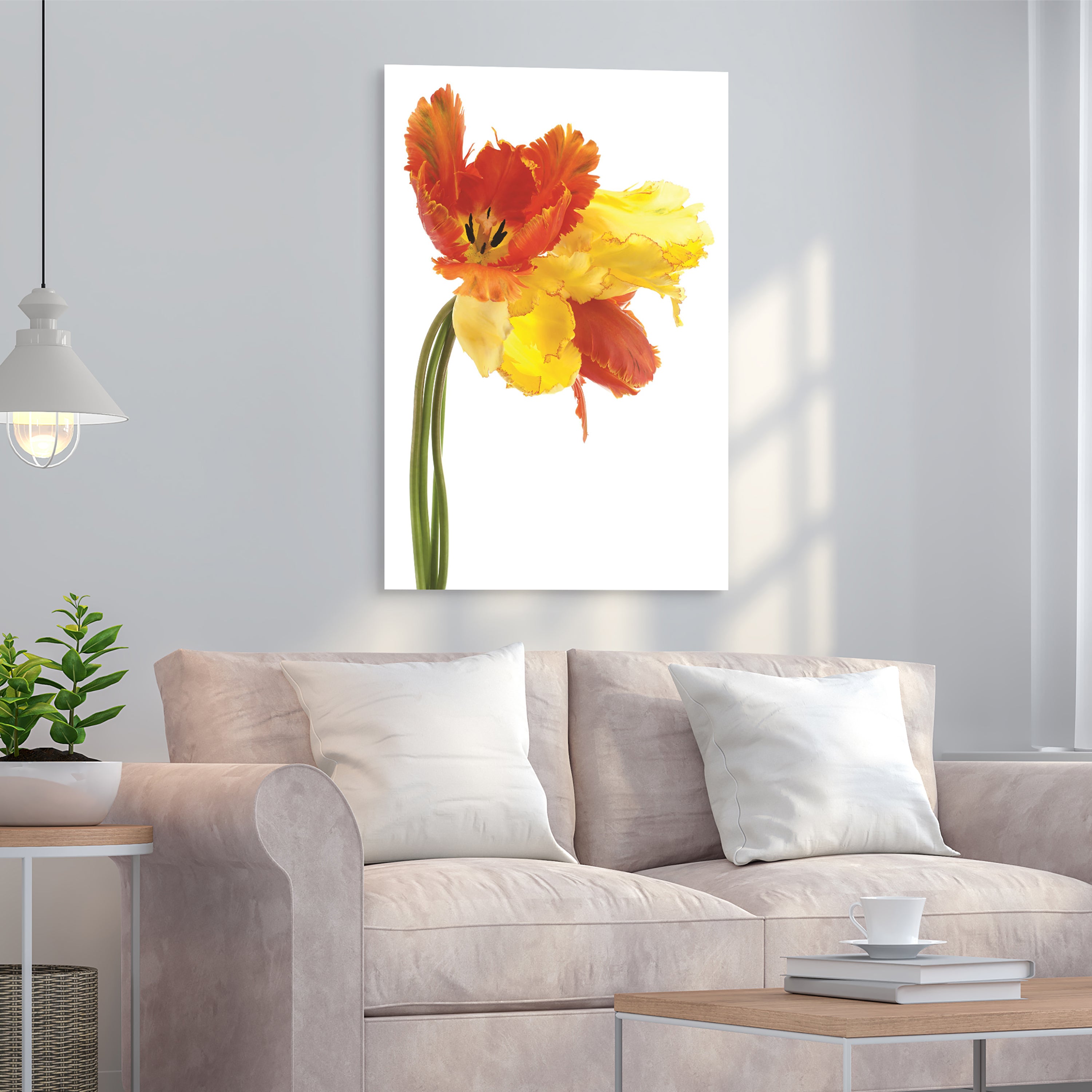 Orange Yellow Parrot Tulip