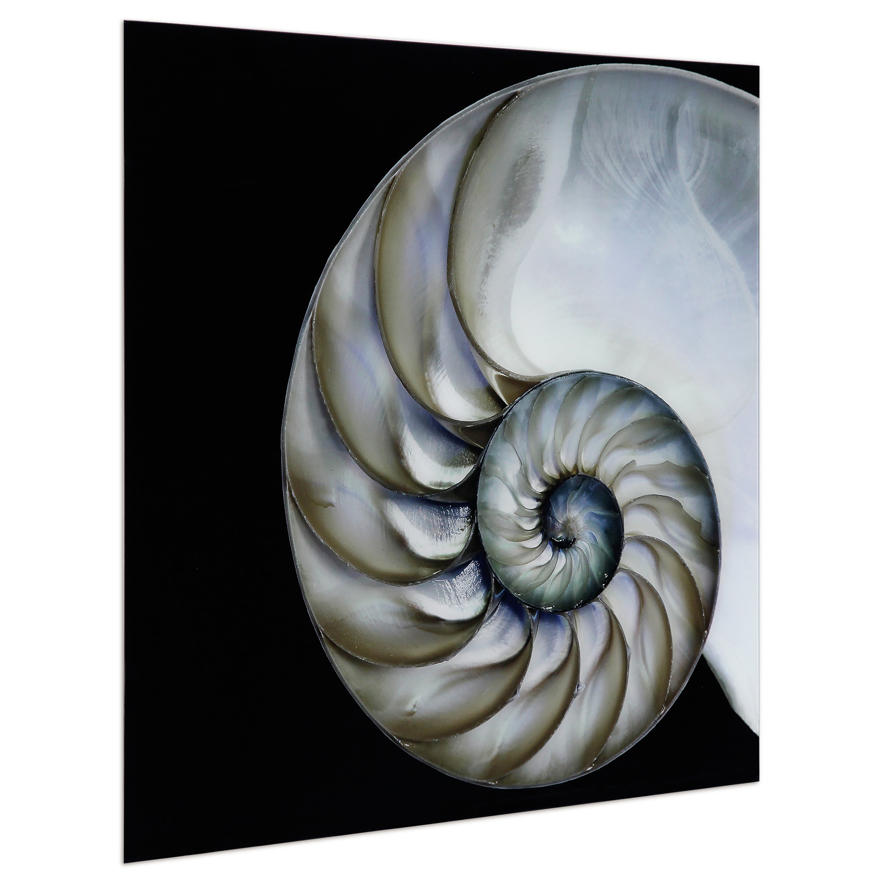 Pearly Nautilus - Discontinued, while supplies last.