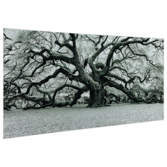 The Angel Oak