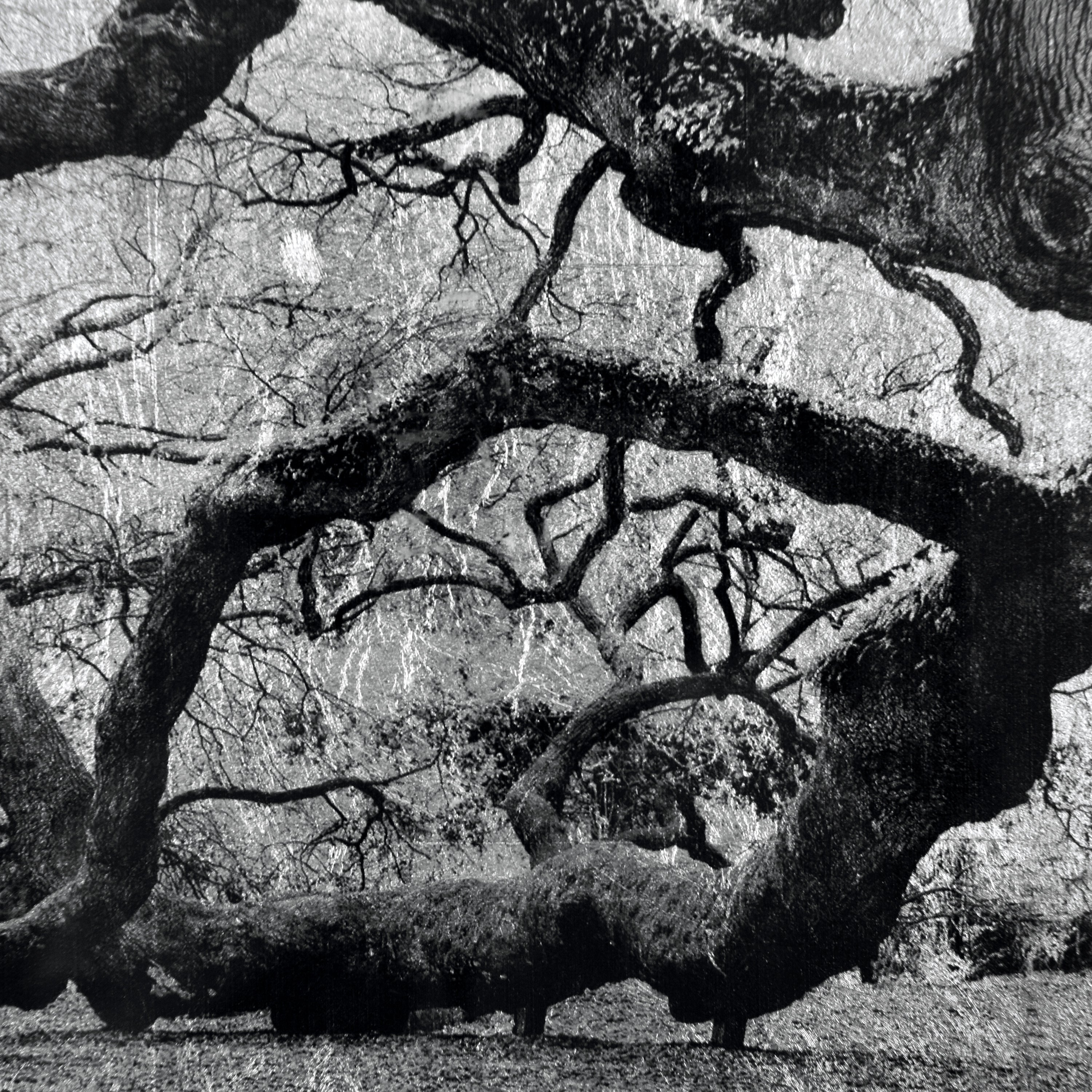 The Angel Oak